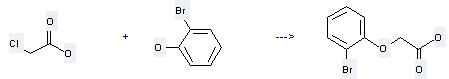 Acetic acid,2-(2-bromophenoxy)- can be obtained by Chloroacetic acid and 2-Bromo-phenol